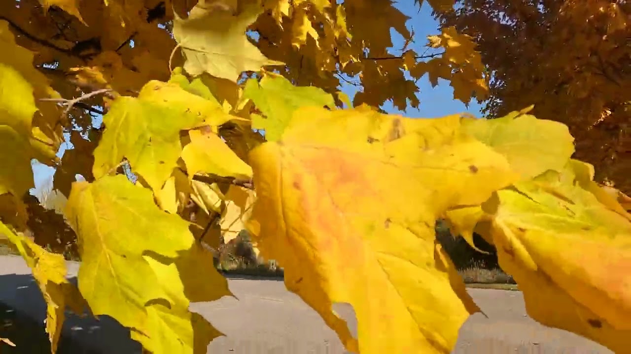 fall-at-grand-traverse-resort-and-spa